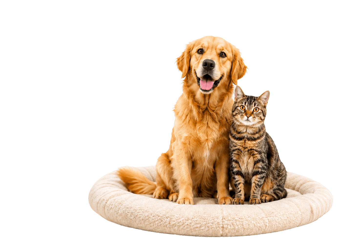 Happy pets